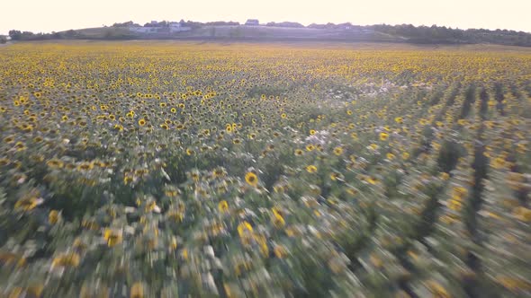 Aerial Drone View of a Sunflower Field on Sunset
