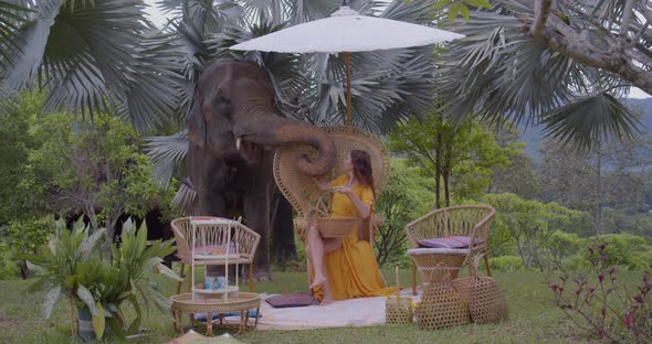 Woman Fits the Elephant During Her Picnic at Tropical Resort alt