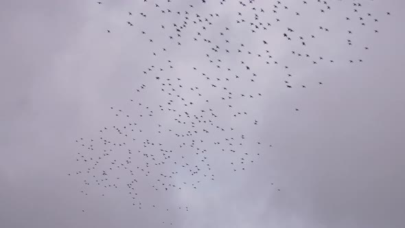 Flock of starlings forming a murmuration
