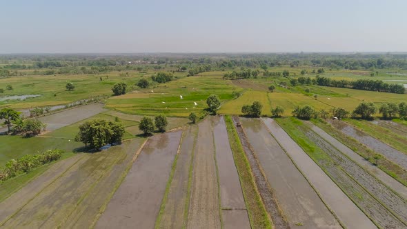 Rice Field and Agricultural Land in Indonesia alt