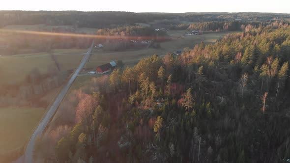 Empty Dirt Road Surrounded By Vast Coniferous Forest Drone View