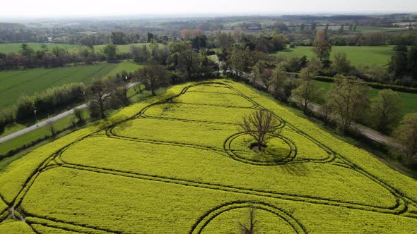 Rapeseed Field Yellow Flowers Spring Season Aerial Hatton Warwickshire Landscape