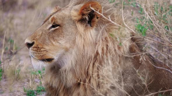 Sleepy adult male lion rests in the tall grass. Telephoto close up shot. alt
