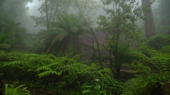 Ferns Growing in Pena Park Covered with Mysterious Eerie Fog