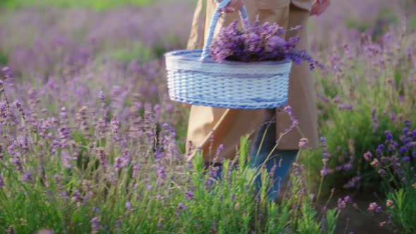 Unrecognizable Woman Walking with Basket Lavender Field alt