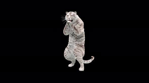 White Tiger 4K, Motion Graphics | VideoHive