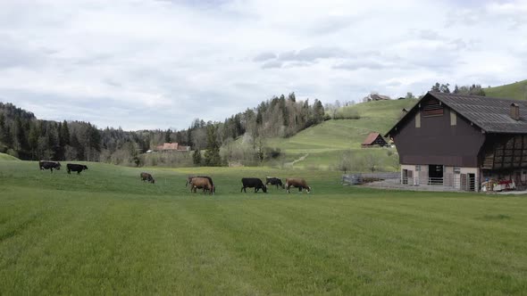 Drone view of cows in a pasture in the Swiss Alps alt