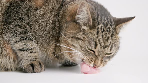 Senior Domestic Tabby Cat Eating Raw Chicken Meat on White Background