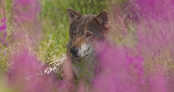 Closeup of a Large Adult Male Grey Wolf Rests in Flower and Grass Meadow