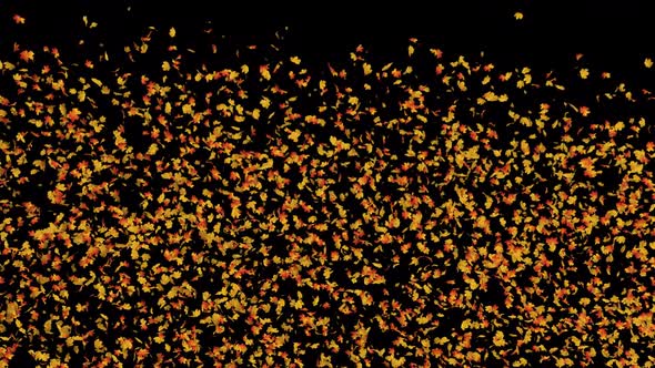 Maple Leaves Explosion alt