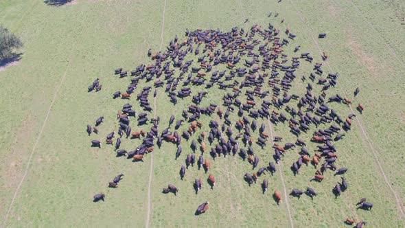 Aerial Drone Shot of a Large Herd of Cows Moving Across a Pasture (Modesto, California)