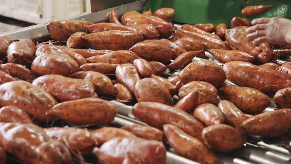 Washing and sorting of sweet potatoes in an agricultural packing facility alt