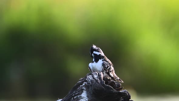 Pied kingfisher in Kruger National park, South Africa alt