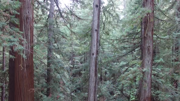 Ascending up through a group of large redwoods in the forest. alt