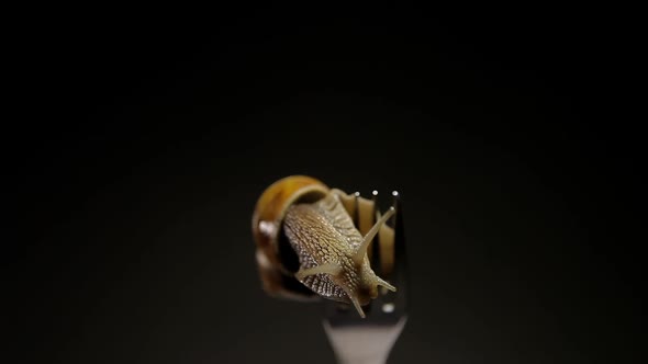 Most Live Snail on a Fork Dining.