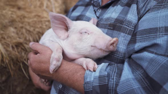 Farmer holding baby pig. Young pink piglet on hands. Pig farm worker. Cute piglet portrait. alt