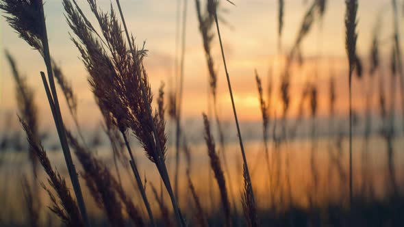 Reeds Grass Sway Wind in Beautiful Sea Coastline Golden Sunset Background Nature alt