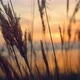 Reeds Grass Sway Wind in Beautiful Sea Coastline Golden Sunset Background Nature - VideoHive Item for Sale