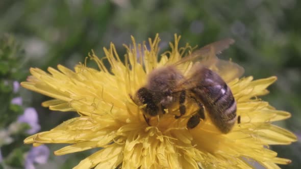 A Bee Collects Pollen From a Dandelion alt