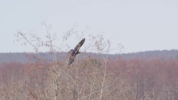 Common raven coming in for a landing in a clearing, Dalarna, Sweden, wide shot alt