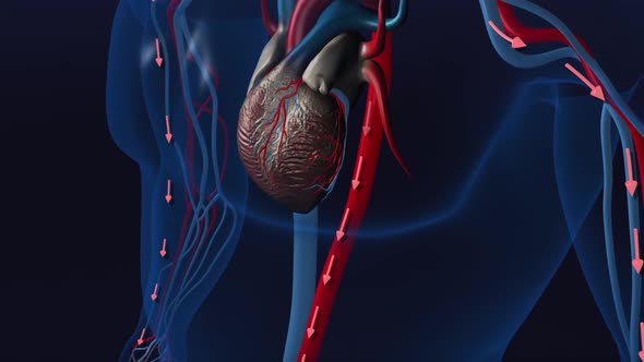 The heart pumps blood to and from all parts of the body through blood vessels alt