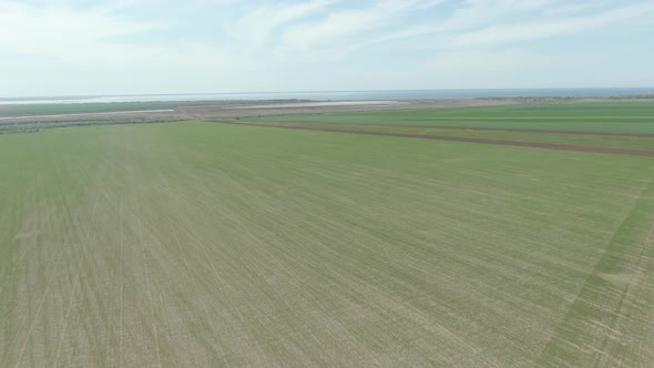 Wheat, Sowing, Cornfield 2