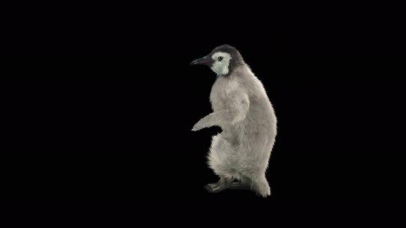 66 Penguin Dancing 4K alt