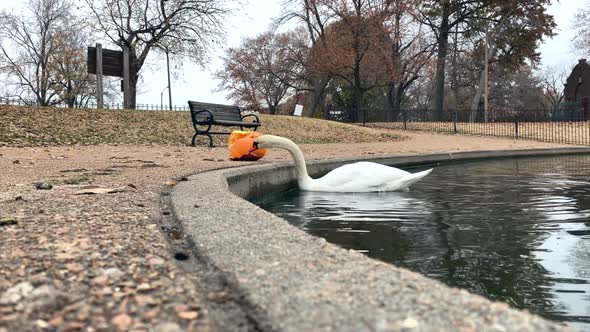 Goose eating pumpkin in a park. alt
