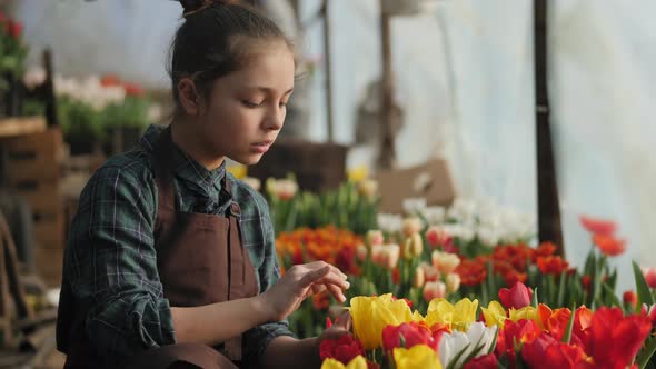 Teen Girl Working in the Greenhouse with Blooming Tulips alt