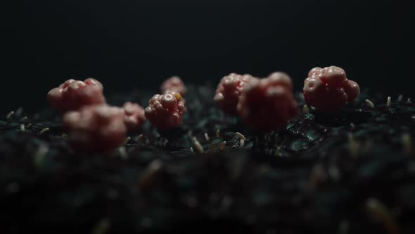 cells and neoplasms. organic tissue under high magnification . the topic of medicine and science alt