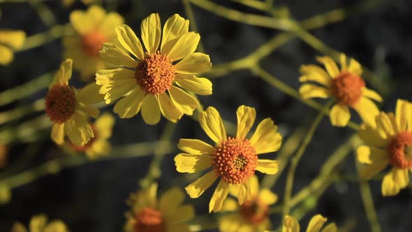 Bright Yellow Brittlebush Flowers alt