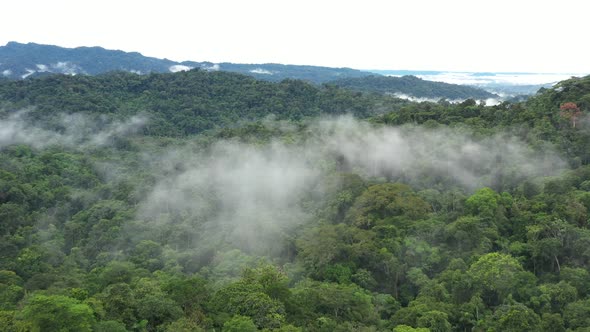 Aerial view flying closely over the tree crown through clouds of a canopy in a tropical cloudforest alt