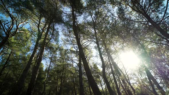 Slowly moving around a forest at sunrise