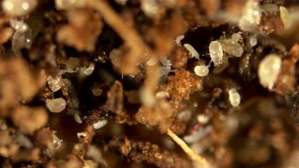 Colony Acari (Mite) Acarus Sp, Stock Footage | VideoHive