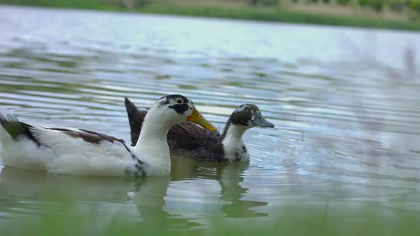 Close-up of ducks swimming in the lake. alt