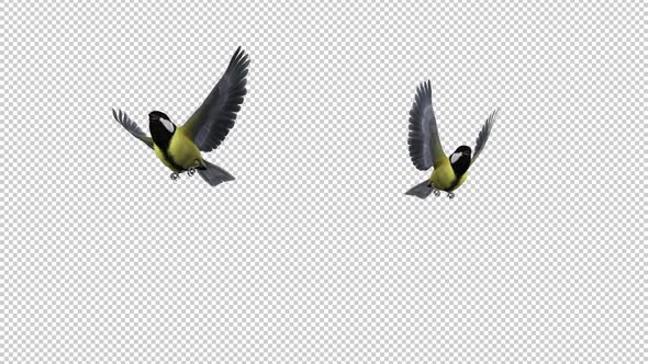 Yellow Titmice - Two Birds - Flying Transition 2 - Alpha Channel