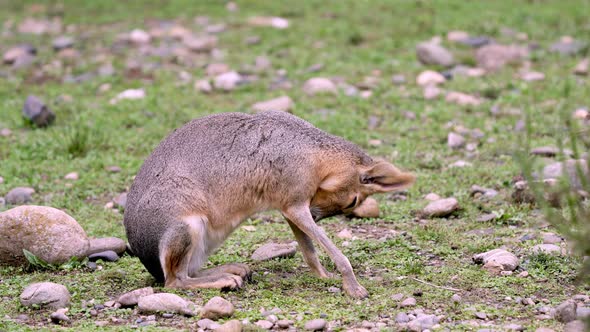 Full body close up of Patagonian mara cleaning itself among grass and stones. alt