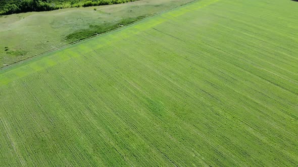 aerial view green field view from above. drone flight over a farmy green field. Uhd alt