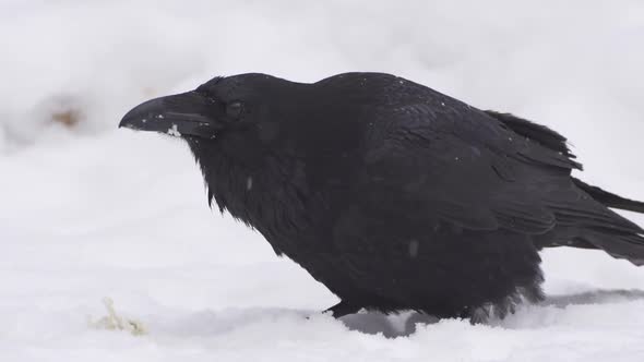 Crow Eating Bread on the Ground alt