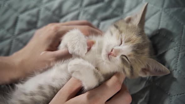 A Sleeping Kitten Lies on Its Back in the Arms of Its Owner