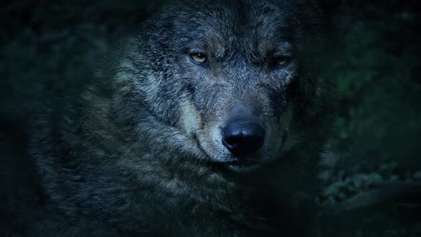 Wolf Growling In Cool Blue Light In The Woods alt
