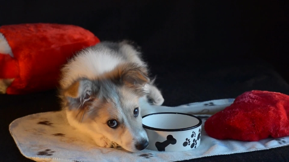 Puppy Lay Next To an Empty Bowl