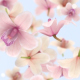 Flowers Flying - VideoHive Item for Sale