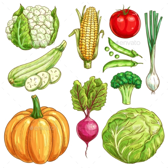 Farm Vegetables Vector Sketch Isolated Icons Set - Food Objects