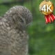Ruffled Brown Owl Sitting on a Branch of Tree - VideoHive Item for Sale