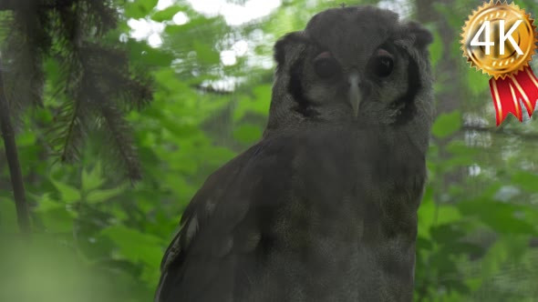 Owl Predator is Looking For Food in Forest alt