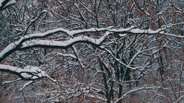 Snowy Winter Forest alt