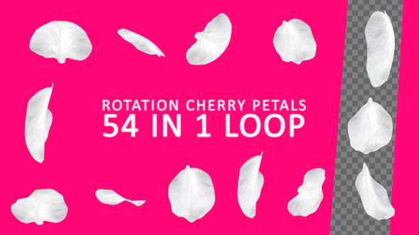 Rotation Cherry Petals