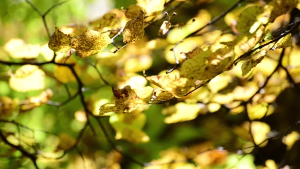 Beautiful Autumn Leaves Backlit