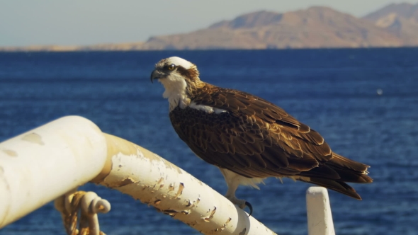 Marine Bird of Prey Osprey Sits on the Mast of the Ship's Bow Against Background of Red Sea alt
